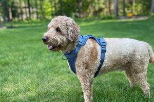 The Benefits of Using a Dog Harness Over a Collar - Tito's Closet