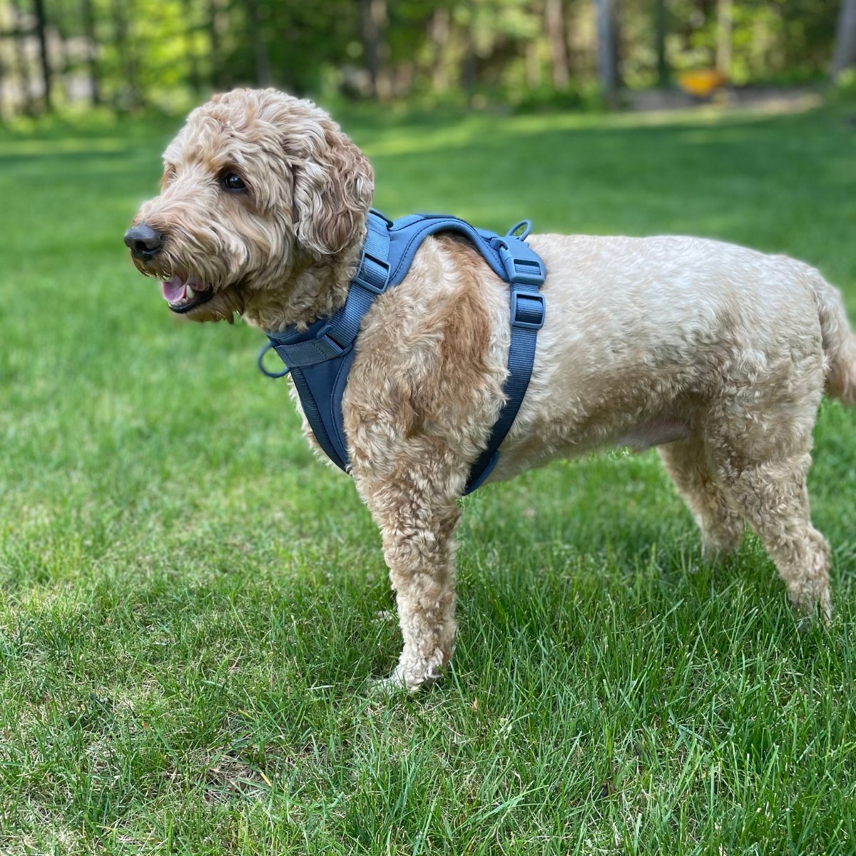 All-Weather Defender Harness