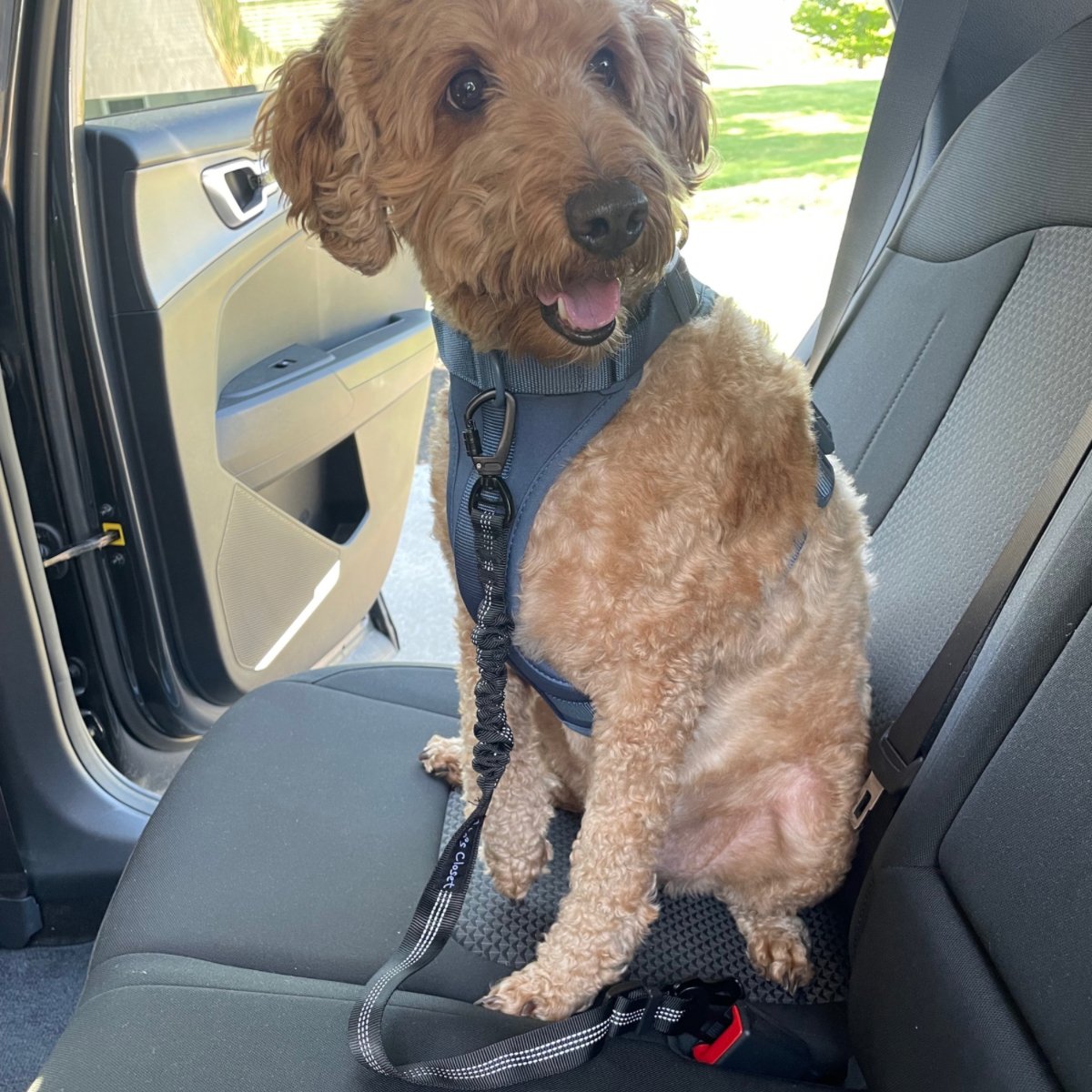 Errand Explorer Dog Seat Belt